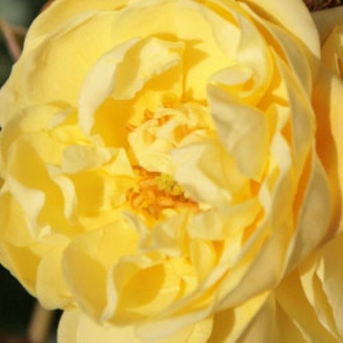 Rosa Sunny Rose® - fără parfum - Trandafir copac cu trunchi înalt - cu flori mărunți - galben - W. Kordes & Sons  - coroană compactă - ,-